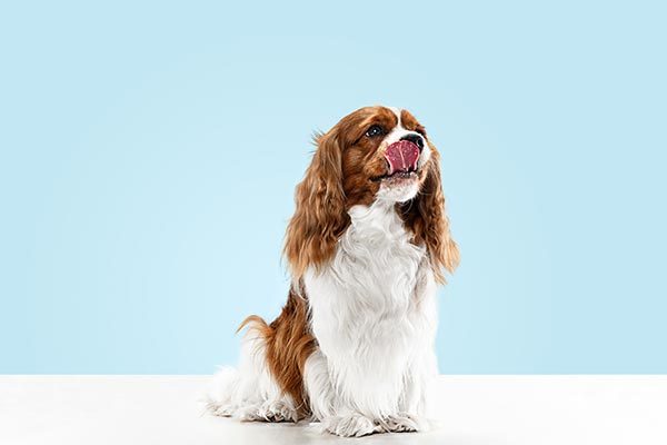 DOG-1