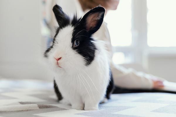 bunny1