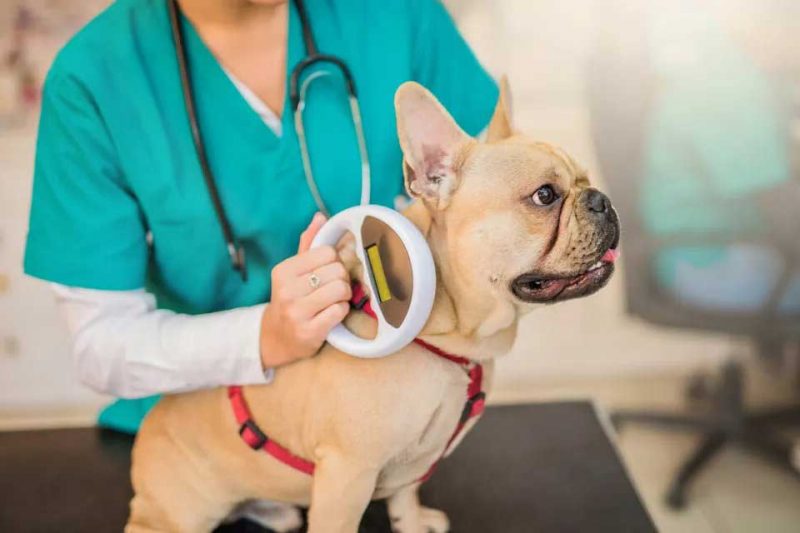 microchiping-on-dog